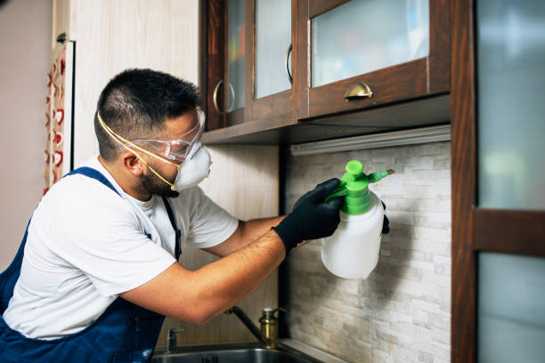Best Pest Control Near Me  in Lexico, CA