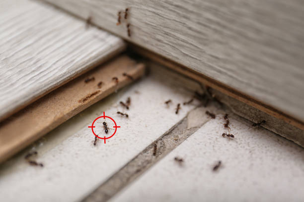 Best Mosquito Control Services  in Lexico, CA