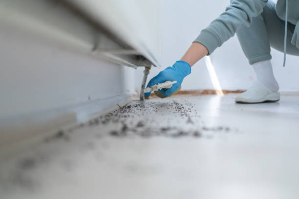 Best Affordable Pest Control Services  in Lexico, CA